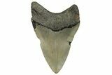 Fossil Megalodon Tooth - North Carolina #258101-1